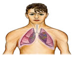 Respiration and Excretion