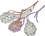 Respiration and Excretion