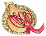Respiration and Excretion