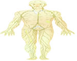 Immune System