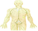 Immune System