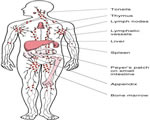 Immune System