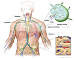 Immune System