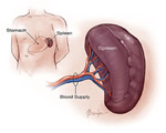 Immune System