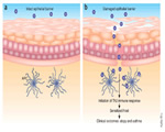 Immune System