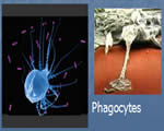Immune System