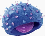 Immune System