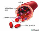Immune System
