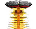 Nervous System