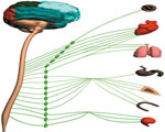 Nervous System