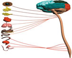 Nervous System