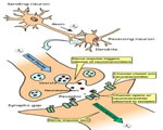 Nervous System