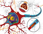 Nervous System