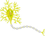 Nervous System