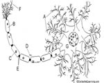 Nervous System