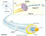 Nervous System