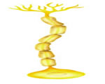 Nervous System