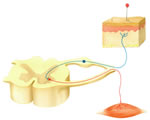 Nervous System