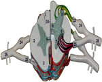 Nervous System