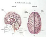 Nervous System