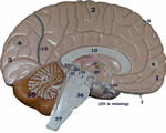 Nervous System