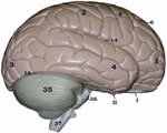Nervous System
