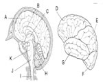 Nervous System
