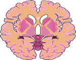 Nervous System