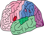 Nervous System