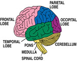Nervous System