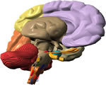 Nervous System