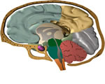 Nervous System