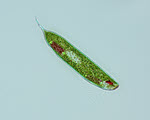 Microscopy