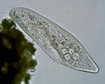 Microscopy