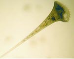Microscopy