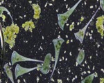 Microscopy