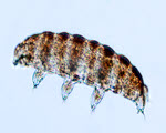 Microscopy