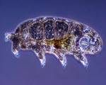 Microscopy