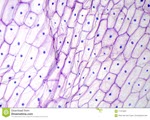 Microscopy