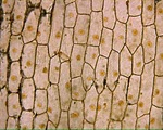 Microscopy