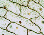 Microscopy