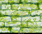 Microscopy