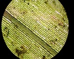 Microscopy