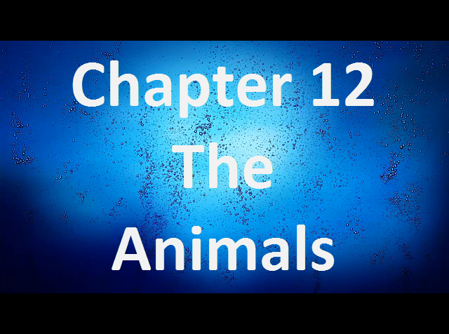 animals